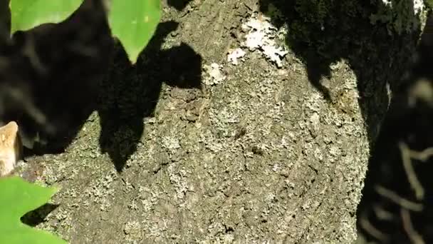 Μυρμήγκια Σκαρφαλώνουν Στο Φλοιό Ενός Καφέ Δέντρου Φλοιός Του Δέντρου — Αρχείο Βίντεο