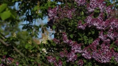 İlkbaharda leylak çiçeği. Leylak çiçekleri ve yeşil yapraklar rüzgarda sallanıyor. Akşam güneşinin ışınları güzel leylak ağaçlarını aydınlatıyor..