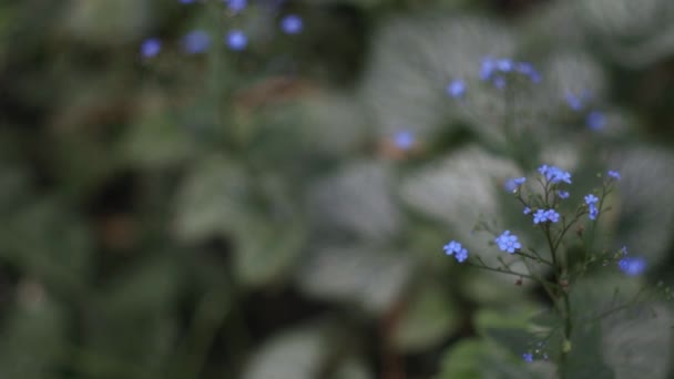 Прекрасні Блакитні Квіти Забудьте Про Квіти Рухаються Вітрі Зелена Трава — стокове відео