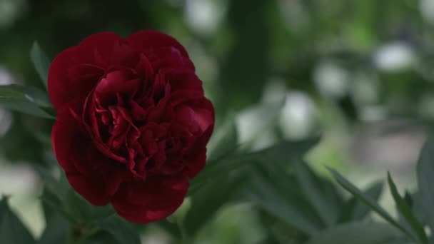 Belle Pivoine Rouge Sur Fond Vert Une Belle Fleur Oscille — Video