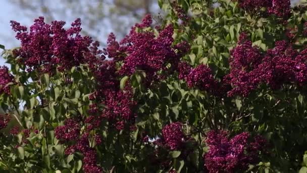 Flieder Blühen Frühling Fliederblüten Und Grüne Blätter Wiegen Sich Wind — Stockvideo