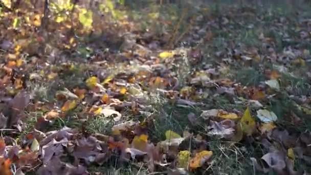 Wandelen Het Herfstbos Grijs Bruin Gele Bladeren Zijn Gevallen Liggen — Stockvideo
