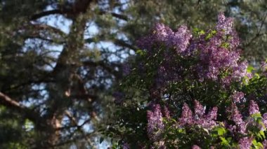 İlkbaharda leylak çiçeği. Leylak çiçekleri ve yeşil yapraklar rüzgarda sallanıyor. Akşam güneşinin ışınları güzel leylak ağaçlarını aydınlatıyor..