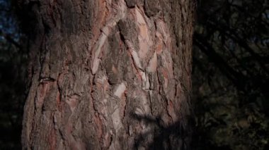 Karıncalar kahverengi bir ağacın kabuğuna tırmanır. Ağacın kabuğu karıncalarla kaplıdır. Gri, kahverengi ağaç kabuğu. Ormanda ilkbahar. Rüzgarda sallanan yeşil yapraklar.