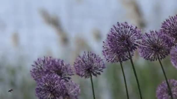 漂亮的紫色杜奇洋葱洋葱花在风中飘扬 背景是绿草和田野 春花盛开绿茎和紫色花朵 — 图库视频影像