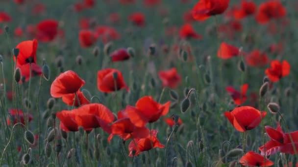 Beautiful Red Poppies Sunset Field Blooming Poppies Green Stems Red — Stock Video