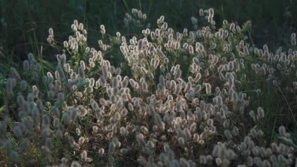 Piękna Trawa Kwiaty Promieniach Zachodzącego Słońca Promienie Słońca Oświetlają Trawę — Wideo stockowe