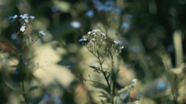 Güzel, mavi unutma beni çiçekleri. Unutma, çiçekleri rüzgârda savur. Arka planda yeşil çimenler ve tarlalar var. Bahar çiçekleri. Yeşil saplar ve mavi çiçekler.