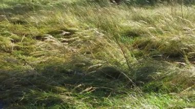 Güzel yeşil çimenler rüzgarda sallanıyor. Güneş ışınları otları güzel bir şekilde aydınlatır. Çimlere zum yapıp geri dönmek. Büyük sarı ve yeşil çimen tarlası.