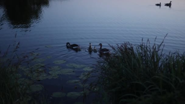 一群鸭子 鹅在水沟 湖中游泳 许多芦苇和睡莲 该睡觉了慢动作慢慢地 慢慢地漂浮在水面上 — 图库视频影像