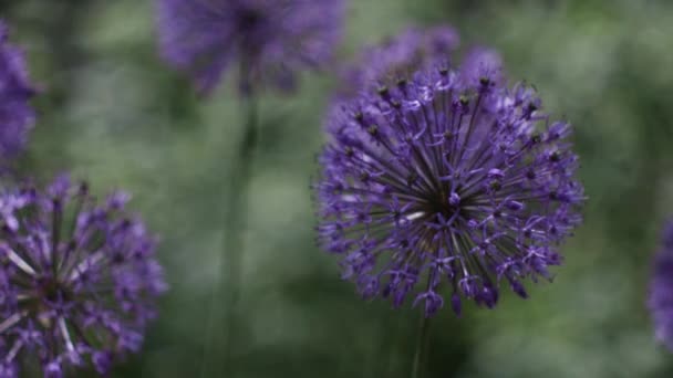 Beautiful Purple Dutch Onion Onion Flowers Move Wind Green Grass — Stock Video
