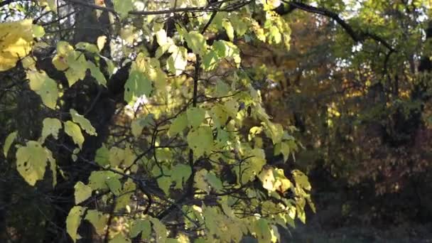 落日照亮了森林中的一片空地 很多树 太阳穿过树枝 植物在风中摇曳 — 图库视频影像