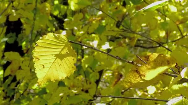 Setting Sun Illuminates Clearing Forest Lot Trees Sun Penetrates Branches — Stockvideo