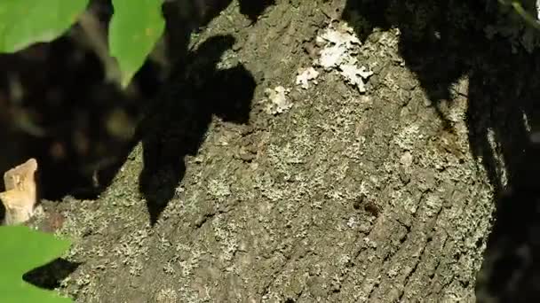 アンツは茶色の木の樹皮を登った 木の樹皮はアリで覆われている グレー ブラウン ツリー バーク 森の中の春 緑は風に揺れている — ストック動画