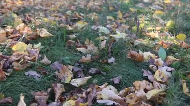 Spaziergang Herbstlichen Wald Graue Braune Gelbe Blätter Sind Abgefallen Und — Stockvideo