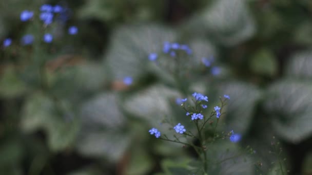 Прекрасні Блакитні Квіти Забудьте Про Квіти Рухаються Вітрі Зелена Трава — стокове відео
