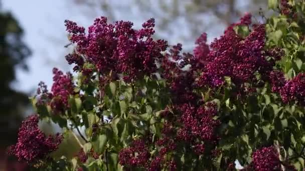 Lilas Fleurit Printemps Fleurs Lilas Feuilles Vertes Balancent Dans Vent — Video