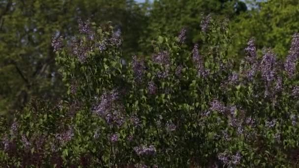 Lilas Fleurit Printemps Fleurs Lilas Feuilles Vertes Balancent Dans Vent — Video