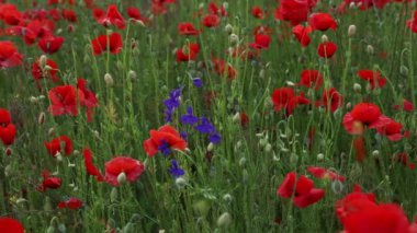 Gün batımında güzel kırmızı gelincikler. Çiçek açan gelincikli tarla. Yeşil saplar ve kırmızı çiçekler. Gün batımında haşhaş dolu güzel bir tarla. Güneş ışınları açmakta olan kırmızı gelincikleri aydınlatıyor..