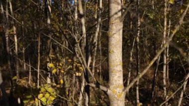 Batan güneş ormandaki bir açıklığı aydınlatıyor. Bir sürü ağaç. Güneş dalların arasından geçer. Yapraklar, çimenler, rüzgarda sallanan bitkiler.