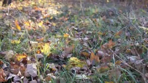 走在秋天的森林里 黄色的叶子落了下来 躺在绿草上 秋日的阳光照亮枯叶 — 图库视频影像