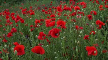 Gün batımında güzel kırmızı gelincikler. Çiçek açan gelincikli tarla. Yeşil saplar ve kırmızı çiçekler. Gün batımında haşhaş dolu güzel bir tarla. Güneş ışınları açmakta olan kırmızı gelincikleri aydınlatıyor..