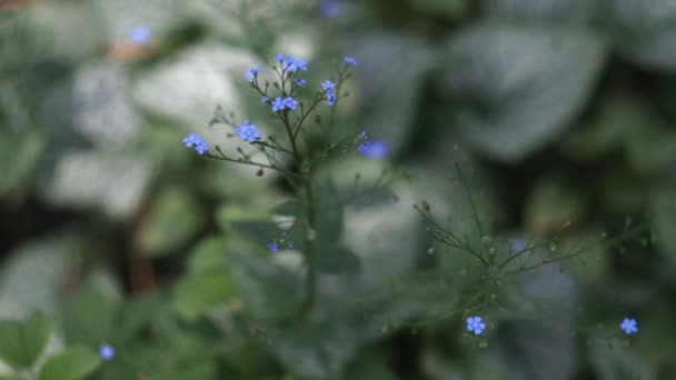 Красивые Голубые Незабвенные Цветы Незабудка Цветы Двигаются Ветру Зеленая Трава — стоковое видео