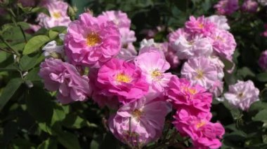 Yeşil yapraklardan oluşan arka planda güzel pembe güller. Bu büyüleyici videoda narin pembe güllerin büyüleyici güzelliği sizi büyüleyecek..