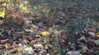 Sonbahar ormanında yürü. Gri, kahverengi, sarı yapraklar düştü ve yeşil çimlerin üzerine uzandı. Sonbahar güneşi solmuş yaprakları aydınlatır..