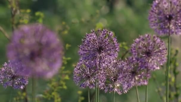 Mooie Paarse Hollandse Uienbloemen Bewegen Wind Groen Gras Velden Achtergrond — Stockvideo