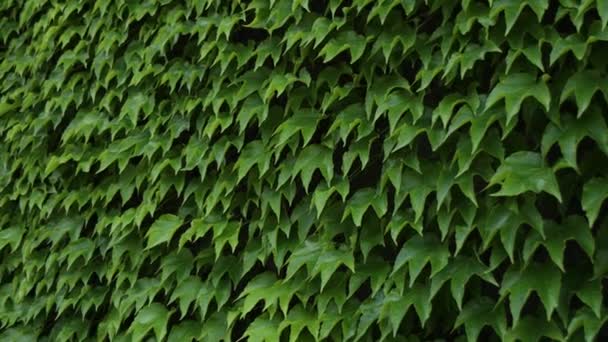 Diesem Video Fallen Sattgrüne Blätter Elegant Den Wänden Eines Hauses — Stockvideo