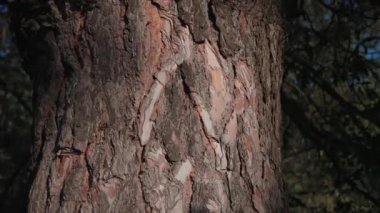 Karıncalar kahverengi bir ağacın kabuğuna tırmanır. Ağacın kabuğu karıncalarla kaplıdır. Gri, kahverengi ağaç kabuğu. Ormanda ilkbahar. Rüzgarda sallanan yeşil yapraklar.