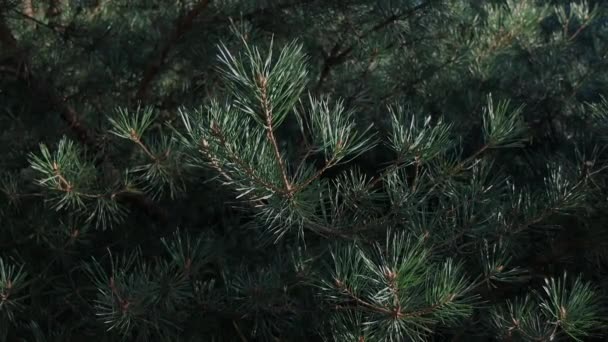 Piękna Choinka Świerk Lesie Park Zielone Igły Choinki Zapalane Wieczorem — Wideo stockowe