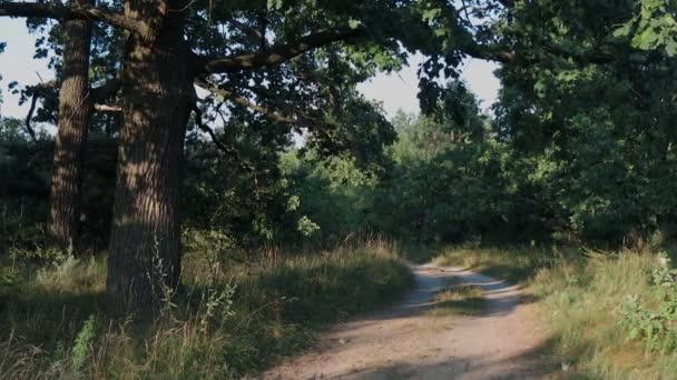 Прогулянка Літньому Лісі Промені Сонця Прориваються Крізь Гілки Дерев Зелена — стокове відео