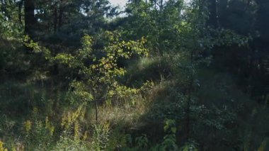 Batan güneş ormandaki bir açıklığı aydınlatıyor. Bir sürü ağaç. Güneş dalların arasından geçer. Yapraklar, çimenler, rüzgarda sallanan bitkiler.