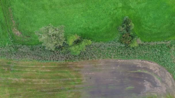 Yeşil Çimenli Tarlalar Üzerinde Bir Kuadkopter Üzerinde Güzel Bir Uçuş — Stok video
