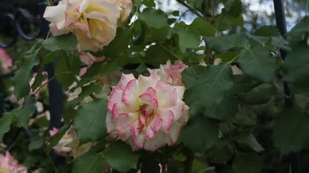 Belle Rose Bianche Uno Sfondo Foglie Verdi Questo Incantevole Video — Video Stock