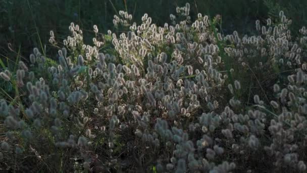 Paprscích Zapadajícího Slunce Svítí Krásná Tráva Solnaya Paprsky Osvětlují Rostliny — Stock video