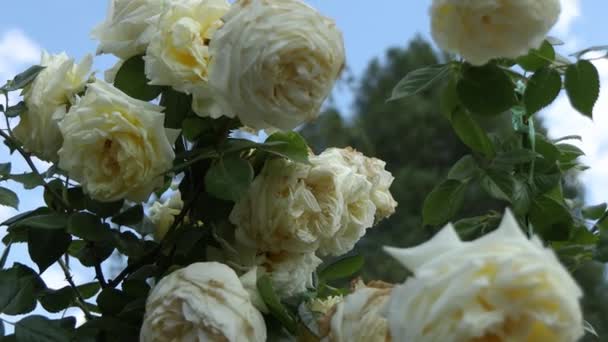 Krásné Bílé Růže Pozadí Zelených Listů Tomto Okouzlujícím Videu Budete — Stock video