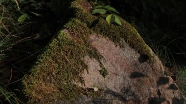 Gün batımının güneşinde yosunla kaplı güzel bir taş. Etrafta yeşil çimenler var. Güzel orman. Batan güneşin ışınları taşı aydınlatır..