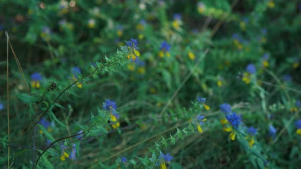 美丽的黄蓝色花朵在前景中 乌克兰国旗上的花的颜色 植物在风中摇曳 森林里不同的花 背景上的绿草 — 图库视频影像