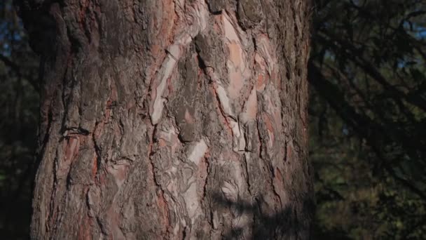 Мурахи Піднімаються Кору Коричневого Дерева Кора Дерева Покрита Мурахами Сіра — стокове відео