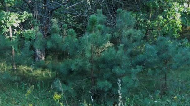 美丽的圣诞树森林里的云杉公园圣诞树上的绿色针叶在傍晚点亮 背景上美丽的针叶林 — 图库视频影像