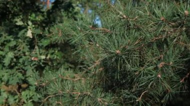 Güzel Noel ağacı, ormandaki ladin, park. Noel ağacının yeşil iğneleri akşamları yanıyor. Arka planda güzel kozalaklı orman.