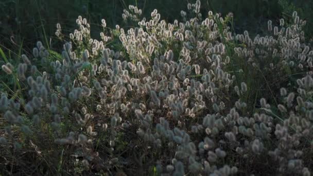 Paprscích Zapadajícího Slunce Svítí Krásná Tráva Solnaya Paprsky Osvětlují Rostliny — Stock video