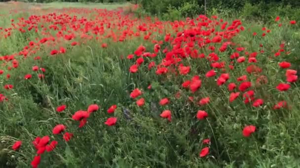 Hermosas Amapolas Rojas Atardecer Campo Con Amapolas Florecientes Tallos Verdes — Vídeos de Stock