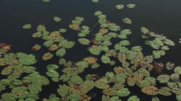 Diferentes Lírios Água Verde Balançam Rio Lago Reservatório Vento Sobre — Vídeo de Stock