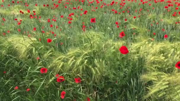 Krásné Červené Máky Při Západu Slunce Pole Kvetoucími Máky Zelené — Stock video