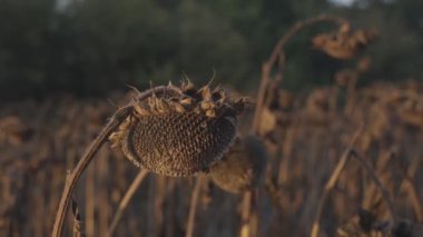 Yükselen ayçiçekleri, altın yüzleri batan güneşin sıcacık kucağına doğru döndü, yumuşak, kehribar bir ışıkla yıkanmış bir tarlada durdu. Her çiçek parlak bir güneş patlaması gibi görünür..