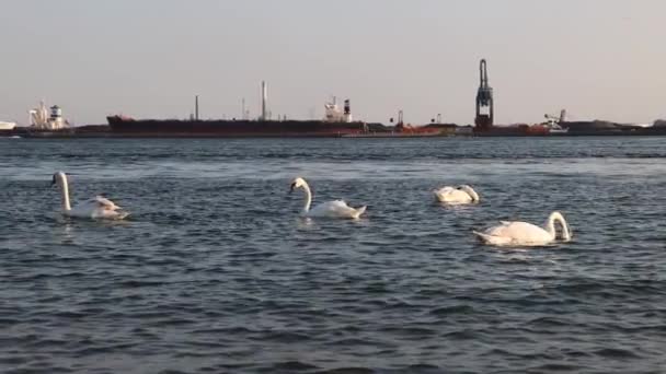 Los Cisnes Blancos Nadan Mar Océano Fondo Hay Barcos Puerto — Vídeo de stock